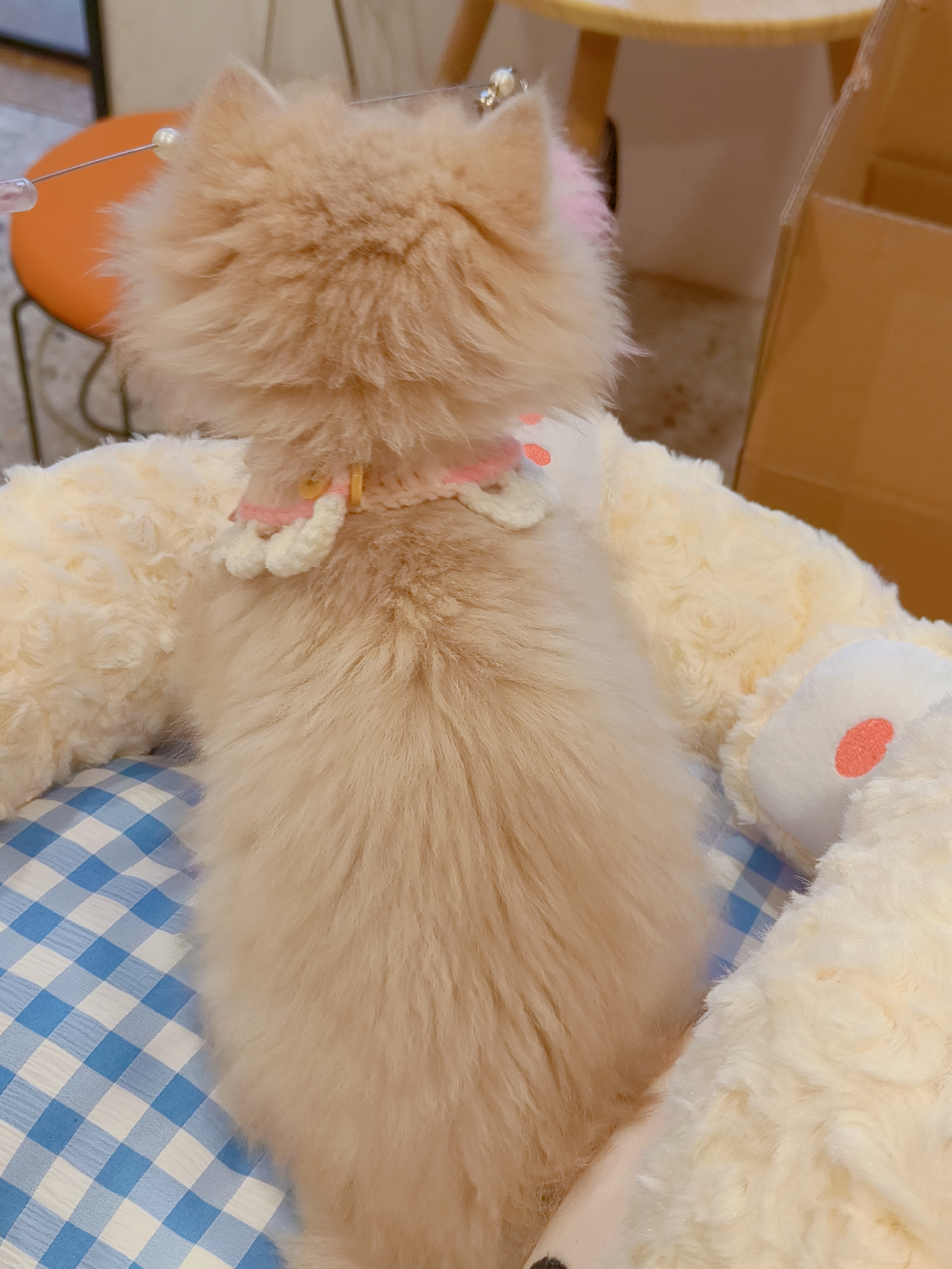 精品焦糖蓝金渐层长毛,包邮,送用品